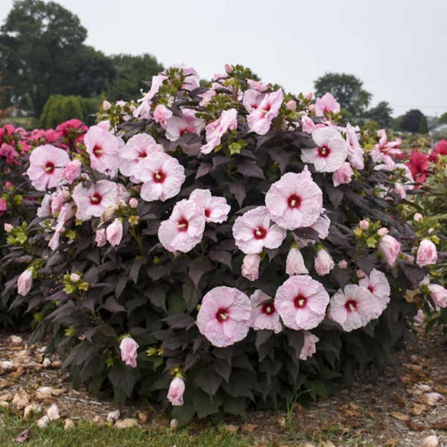 Picture of Dark Mystery Hardy Hibiscus Plant