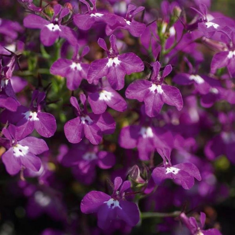 Picture of Magadi™ Basket Dark Purple Lobelia Plant