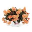 Picture of Fragrant Falls® Peach Begonia Plant