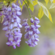Picture of Amethyst Falls Wisteria Plant