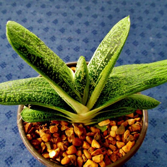 Picture of Maculata Gasteria Houseplant