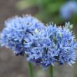 Picture of True Blue Allium Bulb