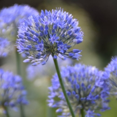 Picture of True Blue Allium Bulb