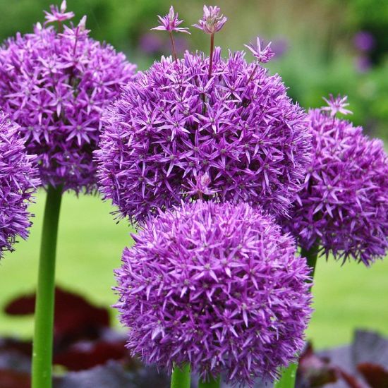 Picture of Purple Sensation Allium Bulb