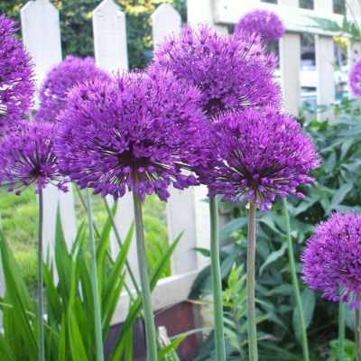 Picture of Purple Sensation Allium Bulb