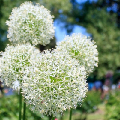 Picture of Mount Everest Allium Bulb