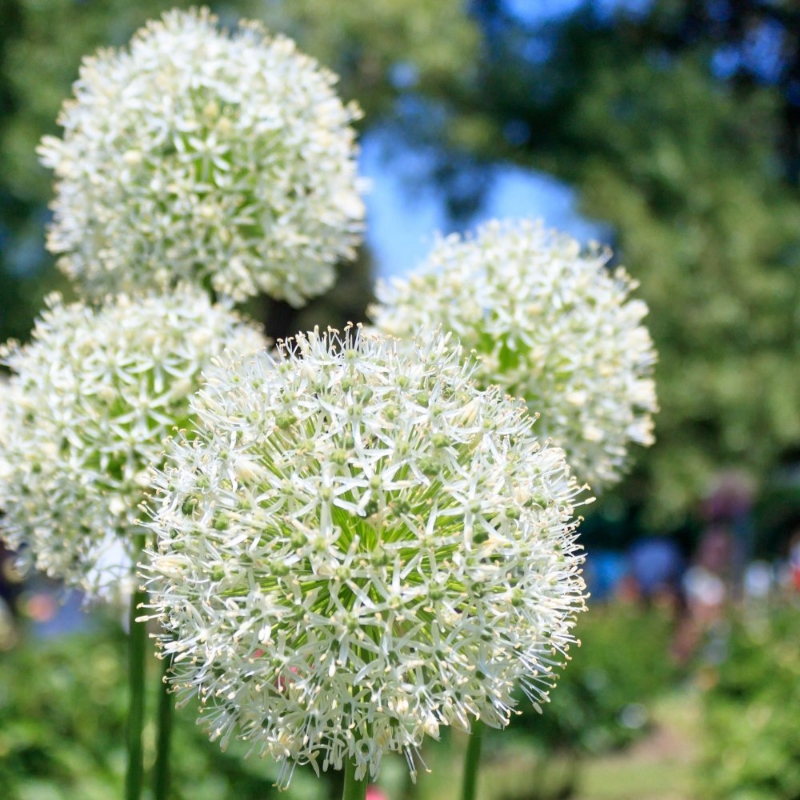 Picture of Mount Everest Allium Bulb