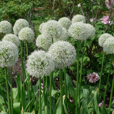 Picture of Mount Everest Allium Bulb