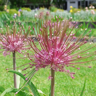 Picture of Schubertii Allium Bulb