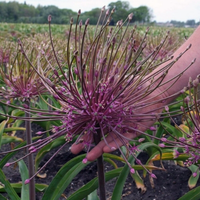 Picture of Schubertii Allium Bulb