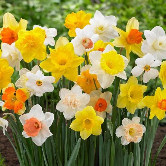 Picture of Giant Mixture Daffodil Bulb