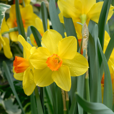 Picture of Jetfire Daffodil Bulb