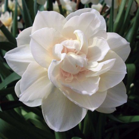 Picture of Obdam Daffodil Bulb