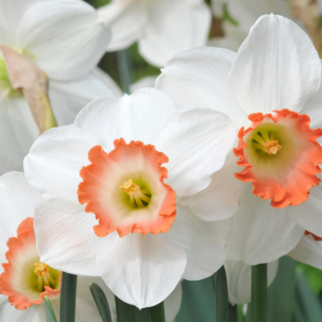 Picture of Pink Charm Daffodil Bulb