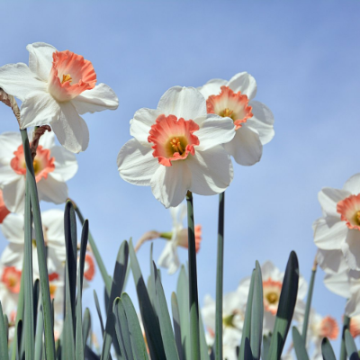 Picture of Pink Charm Daffodil Bulb