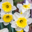 Picture of Ice Follies Daffodil Bulb