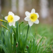 Picture of Ice Follies Daffodil Bulb