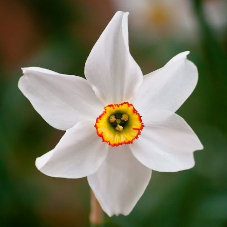 Picture of Pheasant's Eye Daffodil Bulb