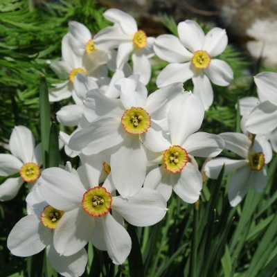 Picture of Pheasant's Eye Daffodil Bulb