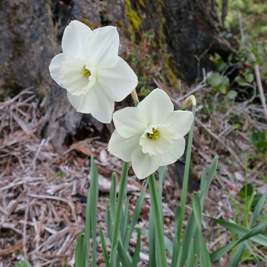 Picture of Stainless Daffodil Bulb