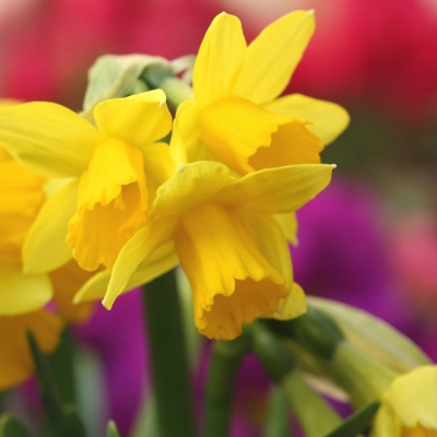 Picture of Tete a Tete Daffodil Bulb