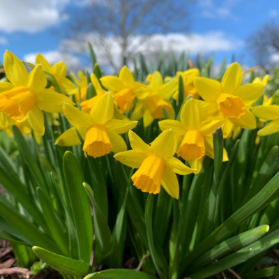 Picture of Tete a Tete Daffodil Bulb