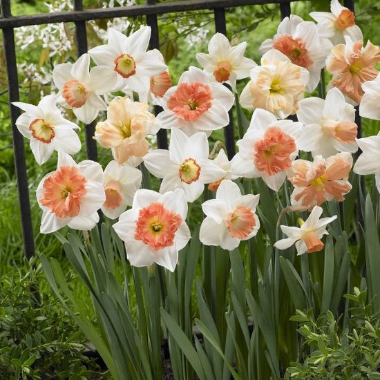 Picture of Pink Mixture Daffodil Bulb