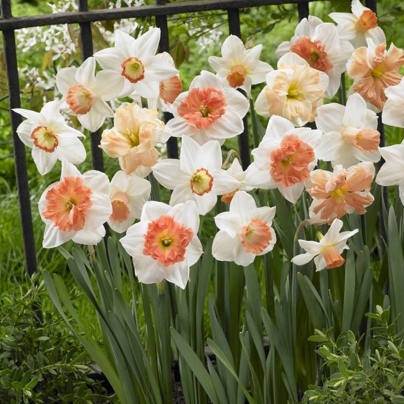 Picture of Pink Mixture Daffodil Bulb