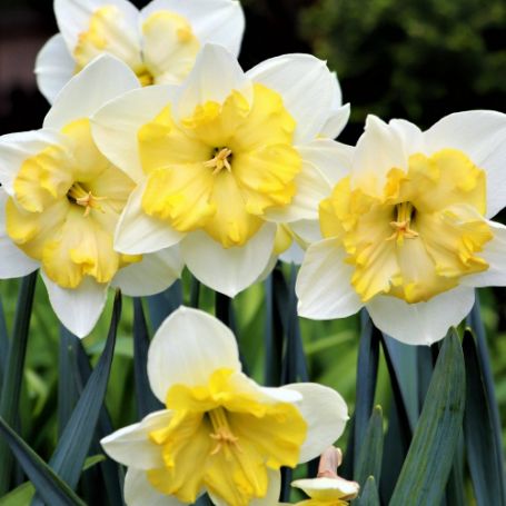 Picture of Smiling Twin Daffodil Bulb