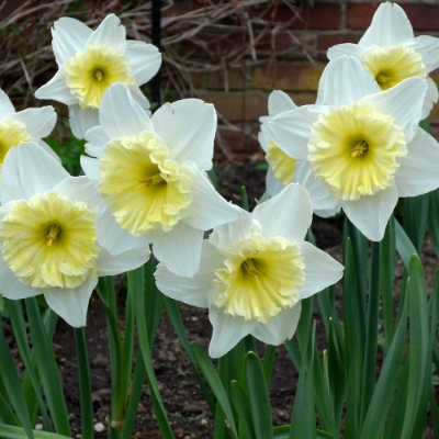 Picture of Smiling Twin Daffodil Bulb