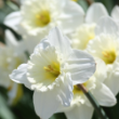 Picture of Mount Hood Daffodil Bulb