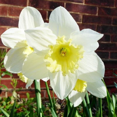 Picture of Mount Hood Daffodil Bulb