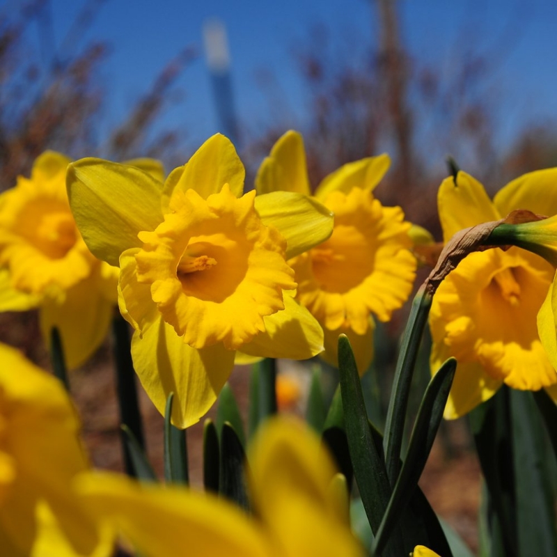 Picture of Dutch Master Daffodil Bulb