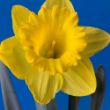 Picture of Dutch Master Daffodil Bulb