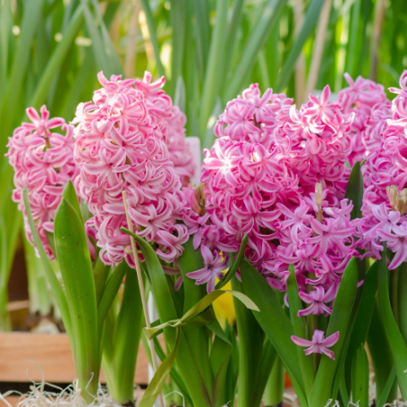 Picture of Pink Pearl Hyacinth Bulb