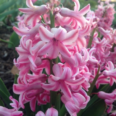 Picture of Pink Pearl Hyacinth Bulb