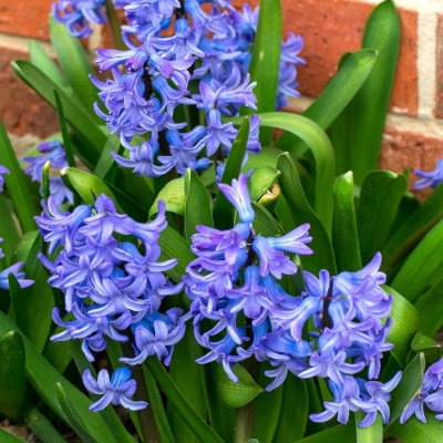 Picture of Blue Jacket Hyacinth Bulb