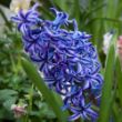 Picture of Blue Jacket Hyacinth Bulb
