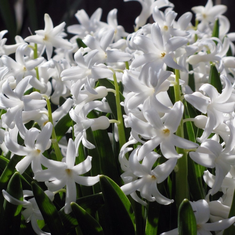 Picture of Carnegie Hyacinth Bulb