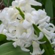 Picture of Carnegie Hyacinth Bulb
