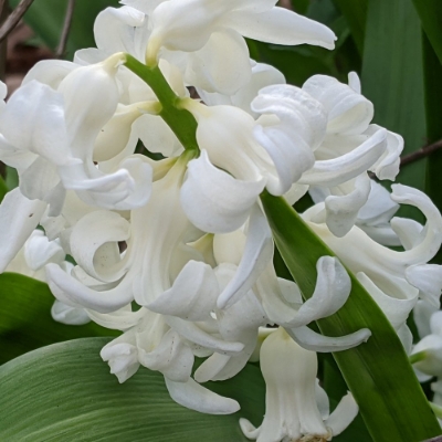 Picture of Carnegie Hyacinth Bulb