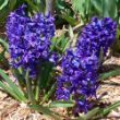 Picture of Delft Blue Hyacinth Bulb