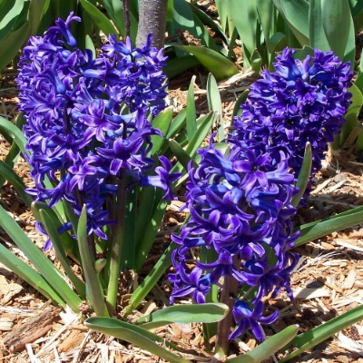 Picture of Delft Blue Hyacinth Bulb