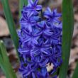 Picture of Delft Blue Hyacinth Bulb