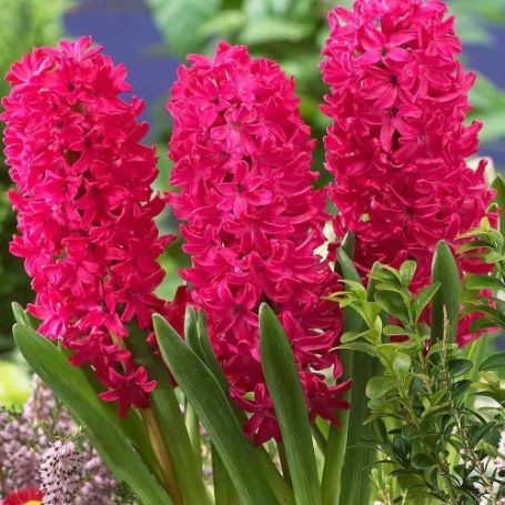 Picture of Jan Bos Hyacinth Bulb