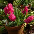 Picture of Jan Bos Hyacinth Bulb