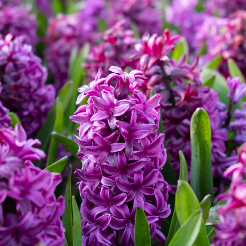 Picture of Miss Saigon Hyacinth Bulb