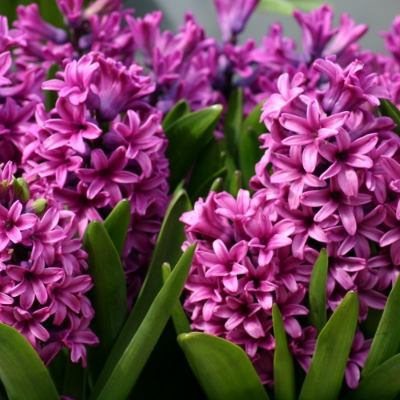 Picture of Miss Saigon Hyacinth Bulb