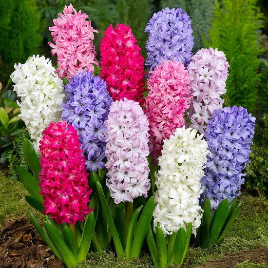Picture of Hyacinth Bulb Mix Bulb
