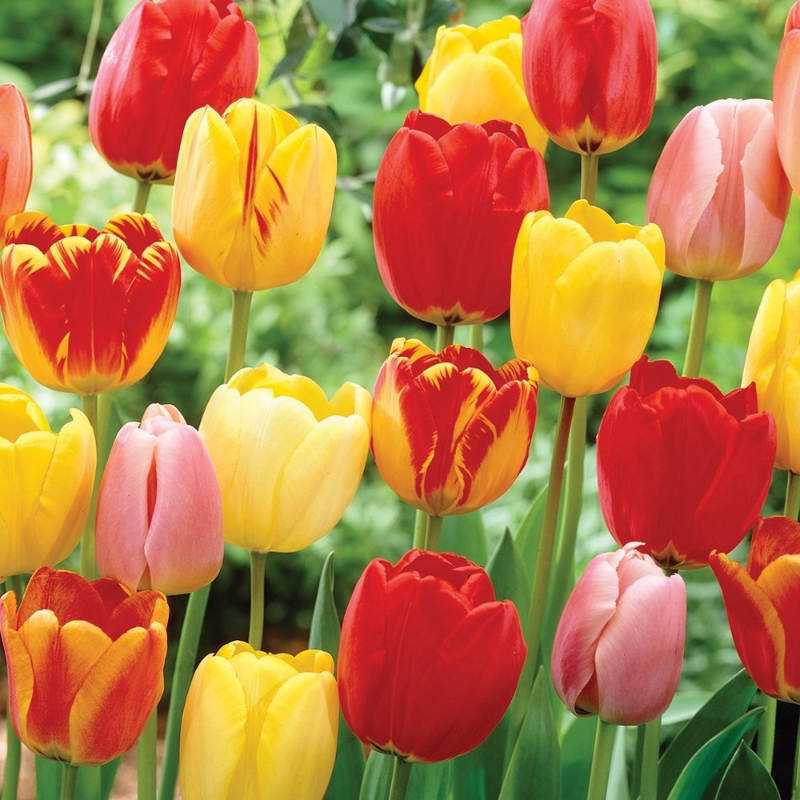 Picture of Tequila Sunrise Mix Tulip Bulb